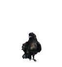 WuYa头像