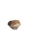 ChanChu头像