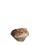 菌菇蟾蜍头像